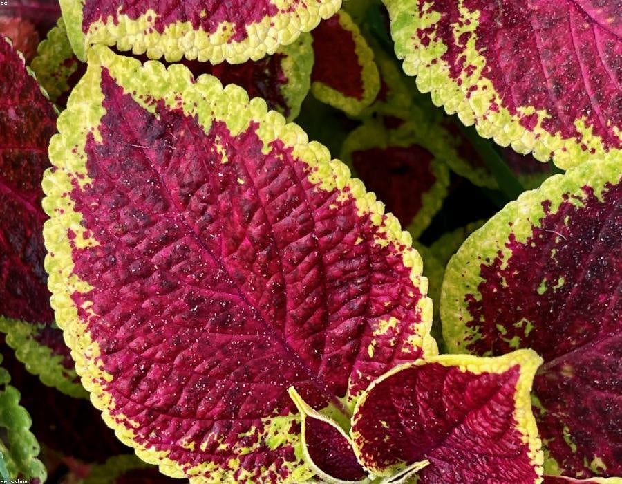 Jardinier — entretien espaces verts et taille